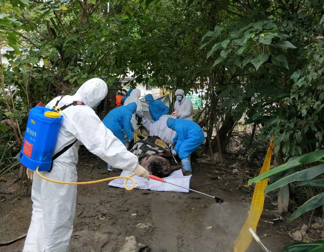 台北市大安區出現一隻麝香豬屍體,解剖與檢驗報告結果將於這兩日出爐。台北市動保處/提供