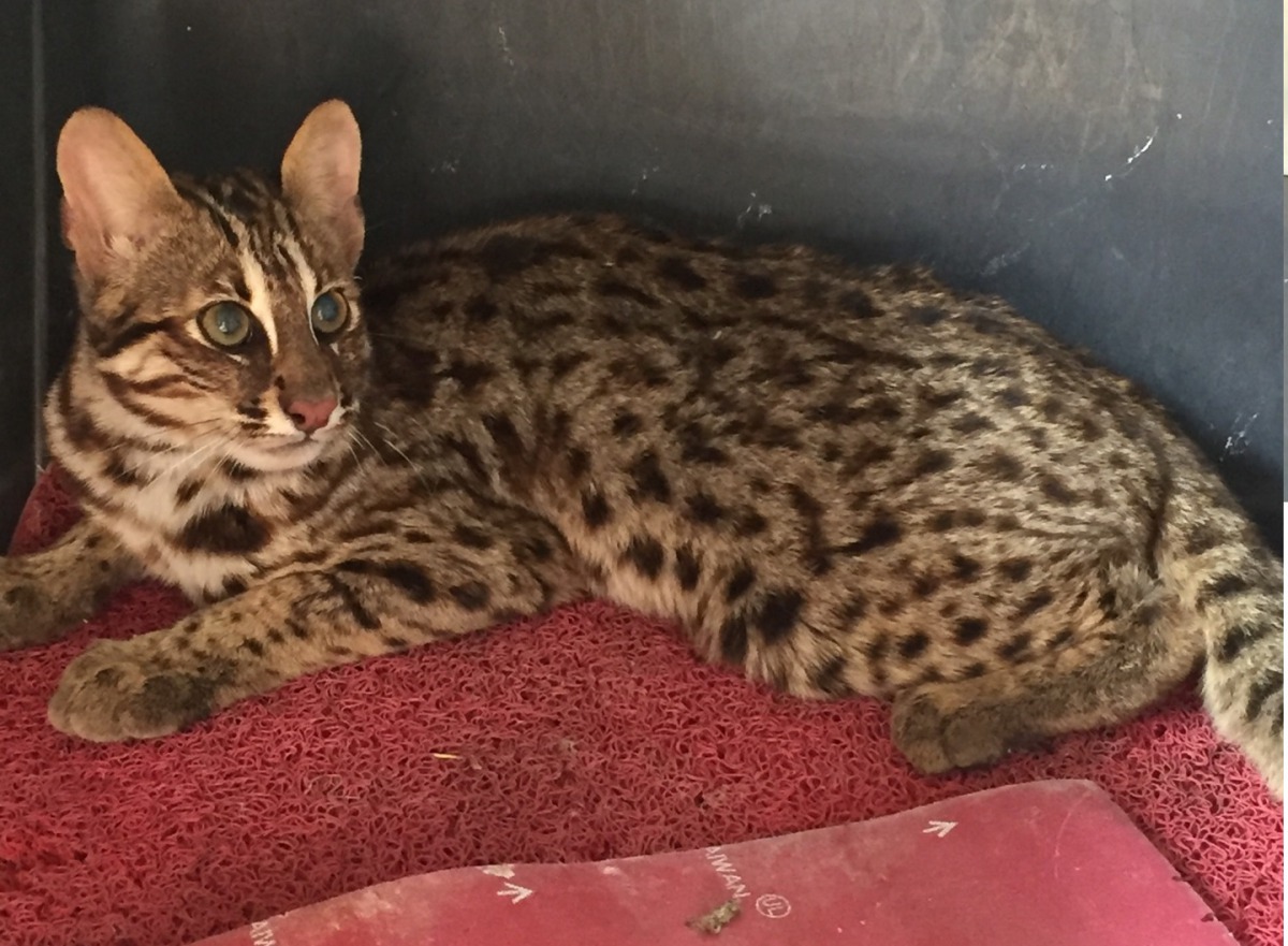 苗栗地區石虎路殺事件頻傳,苗栗縣長徐耀昌表示縣府將重提石虎保育自治條例,力拚今年過關。苗栗縣政府/提供