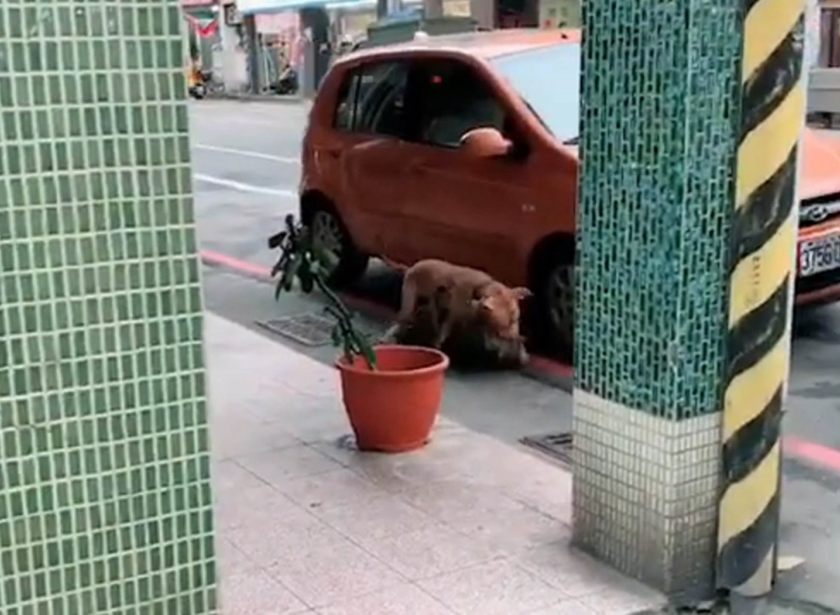 基隆一隻比特犬攻擊流浪狗導致浪狗重傷致死,基隆動保所將飼主函送基隆地檢署偵辦。截取自影片,基隆動保所/提供