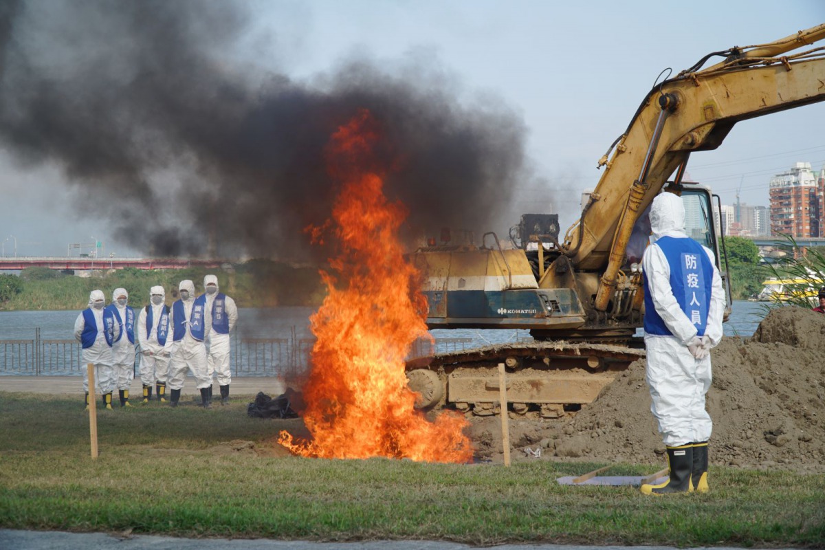 新北市非洲豬瘟防疫模擬演習出動大型機具，現場模擬焚燒豬屍。新北市動保處/提供