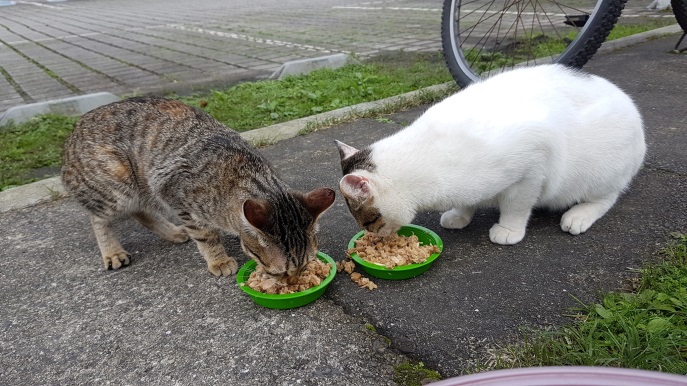 猴硐貓村貓口眾多，皆已造冊管理並定時接受施打疫苗。新北市動保處/提供