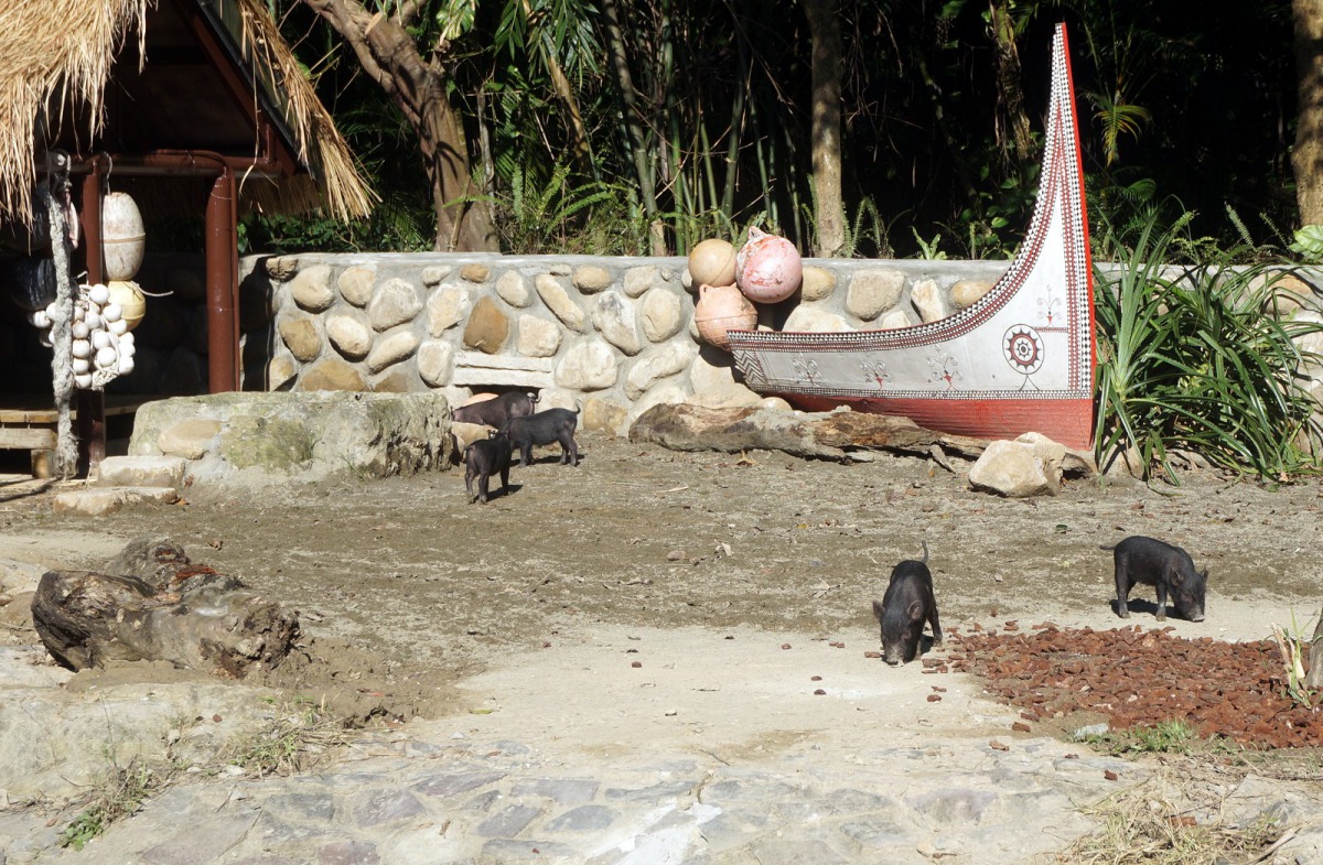 蘭嶼豬寶寶僅約2個月大，常用鼻子四處探索。台北市立動物園/提供