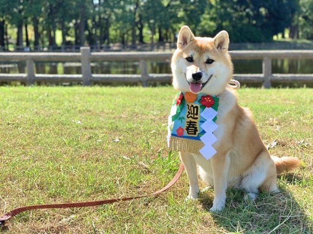 陪伴毛孩平平安安過個好年吧！取自PhotoAC
