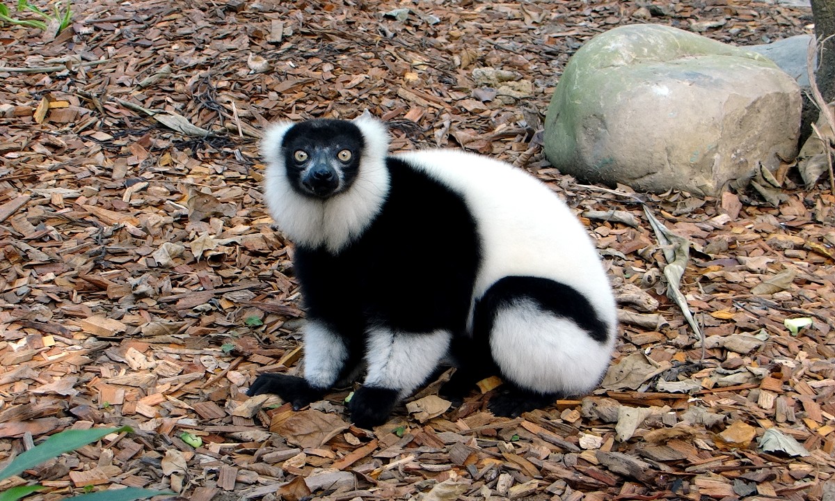 台北市立動物園趕在農曆年前完成狐猴新家修繕工程，讓狐猴們有更舒適的生活環境，同時呈現更豐富的教育展示空間。圖為白頸狐猴，台北市立動物園/提供