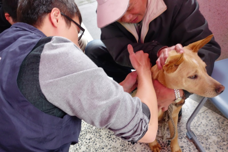 新北市時常舉辦偏鄉狂犬病疫苗巡迴活動，圖為獸醫師正在為犬隻注射疫苗。新北市動保處/提供