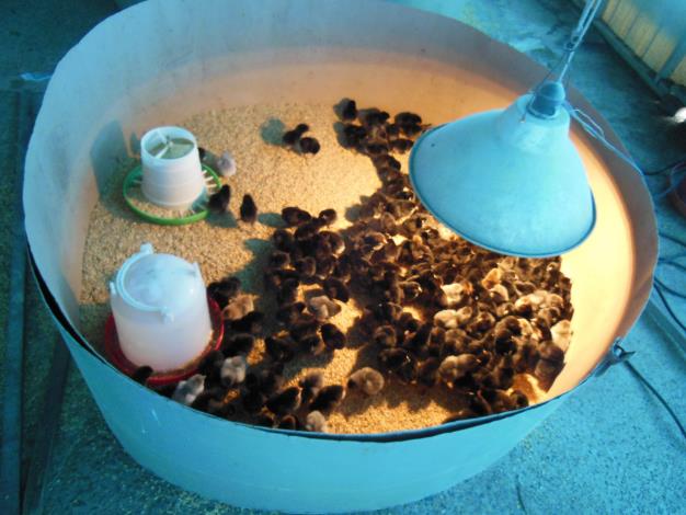 養禽業者須注意禽隻保暖並落實防疫工作。台南市動保處/提供