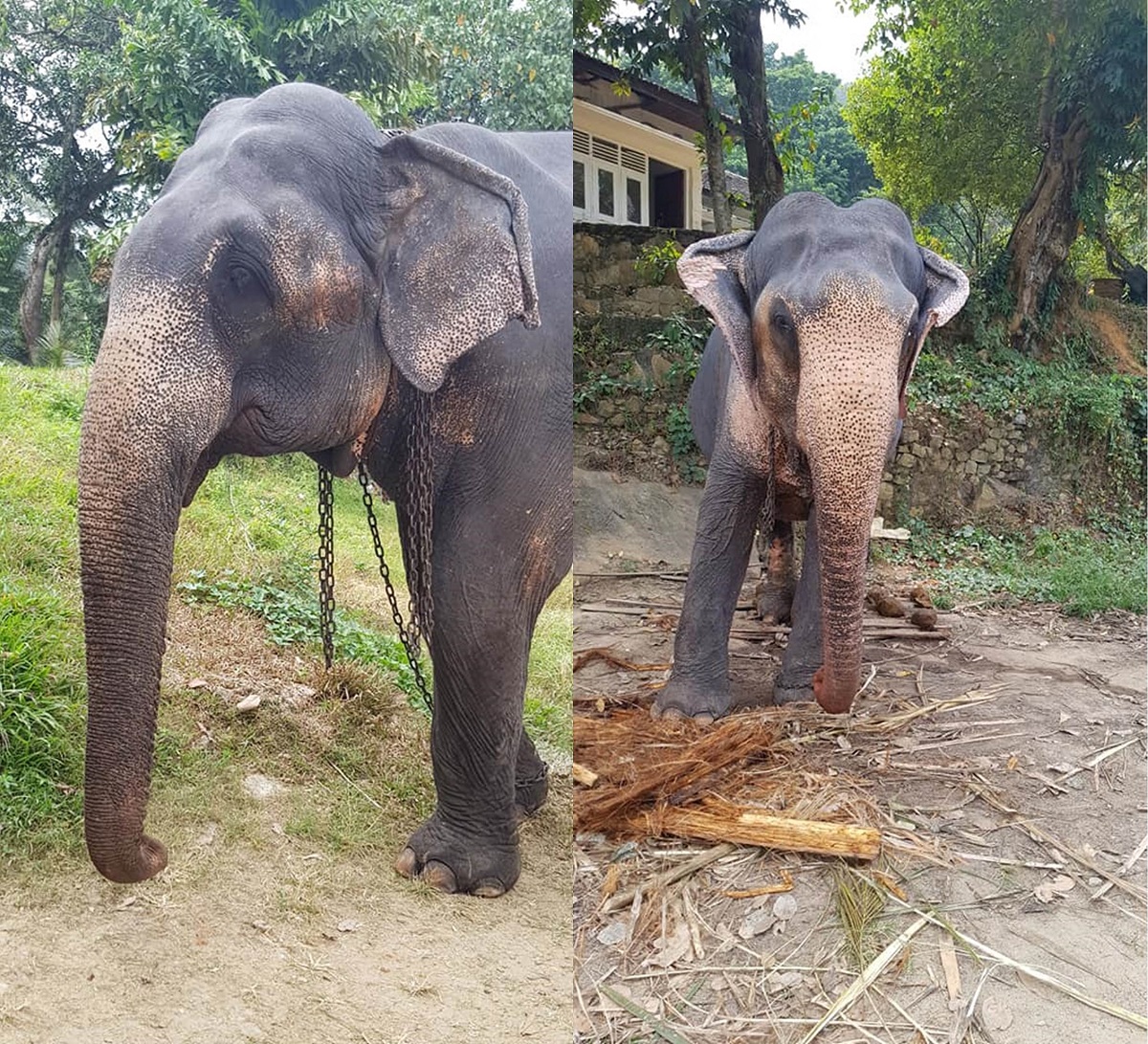 大象不僅腳被短短的鐵鍊限制行動，頭部也被掛上重鍊。翻攝自「Please Help These 7 Elephants」