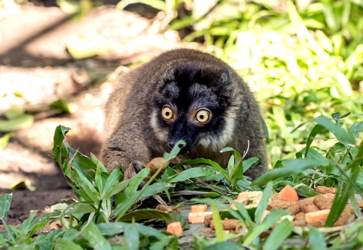 體型嬌小的褐狐猴遇到毒蛇,竟不懂得閃避,反而上前逗弄,有時還會遭到「蛇吻」,讓保育員傷透腦筋!台北市立動物園/提供
