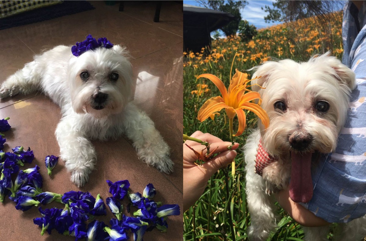嘟嘟生前很喜歡花,飼主謝美英也常利用假日帶嘟嘟到處去玩。新北市動保處/提供