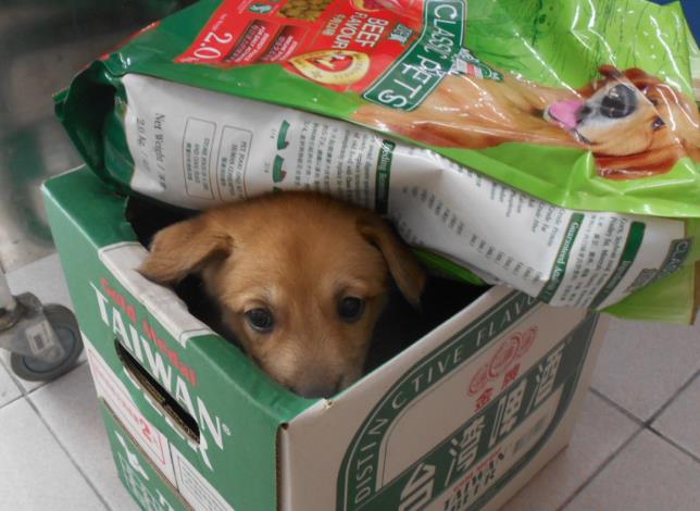 遭棄置動物之家灣裡站門口之幼犬，另附上一包狗飼料。台南市動保處/提供