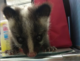 新北市動保員化身奶媽,細心將白鼻心寶寶哺育長大。新北市動保處/提供