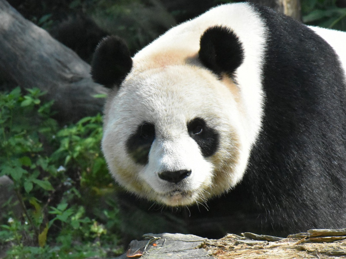 大貓熊「圓圓」發情啦！為了把握「圓圓」一年一度的最佳繁殖時機，動物園團隊嚴陣以待。台北市立動物園/提供