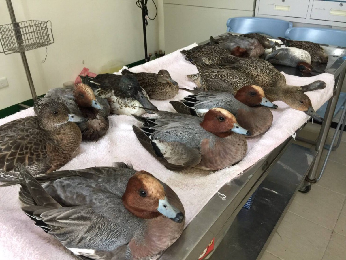 保育團體帶回體弱傷病的水鳥，進行進一步醫治。林昆海/提供