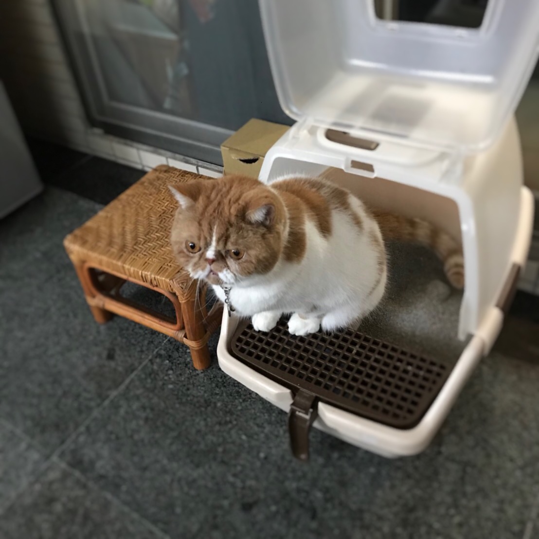 飼主除了給予適當的飲食，也應留意寵物的精神、食慾、排便及排尿量，才能儘早發現潛藏的疾病。新北市動保處/提供