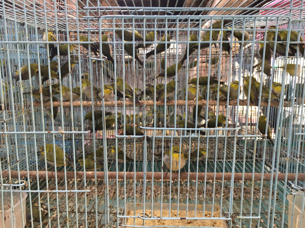 店家密集飼養店內販賣之動物。台北市動保處/提供