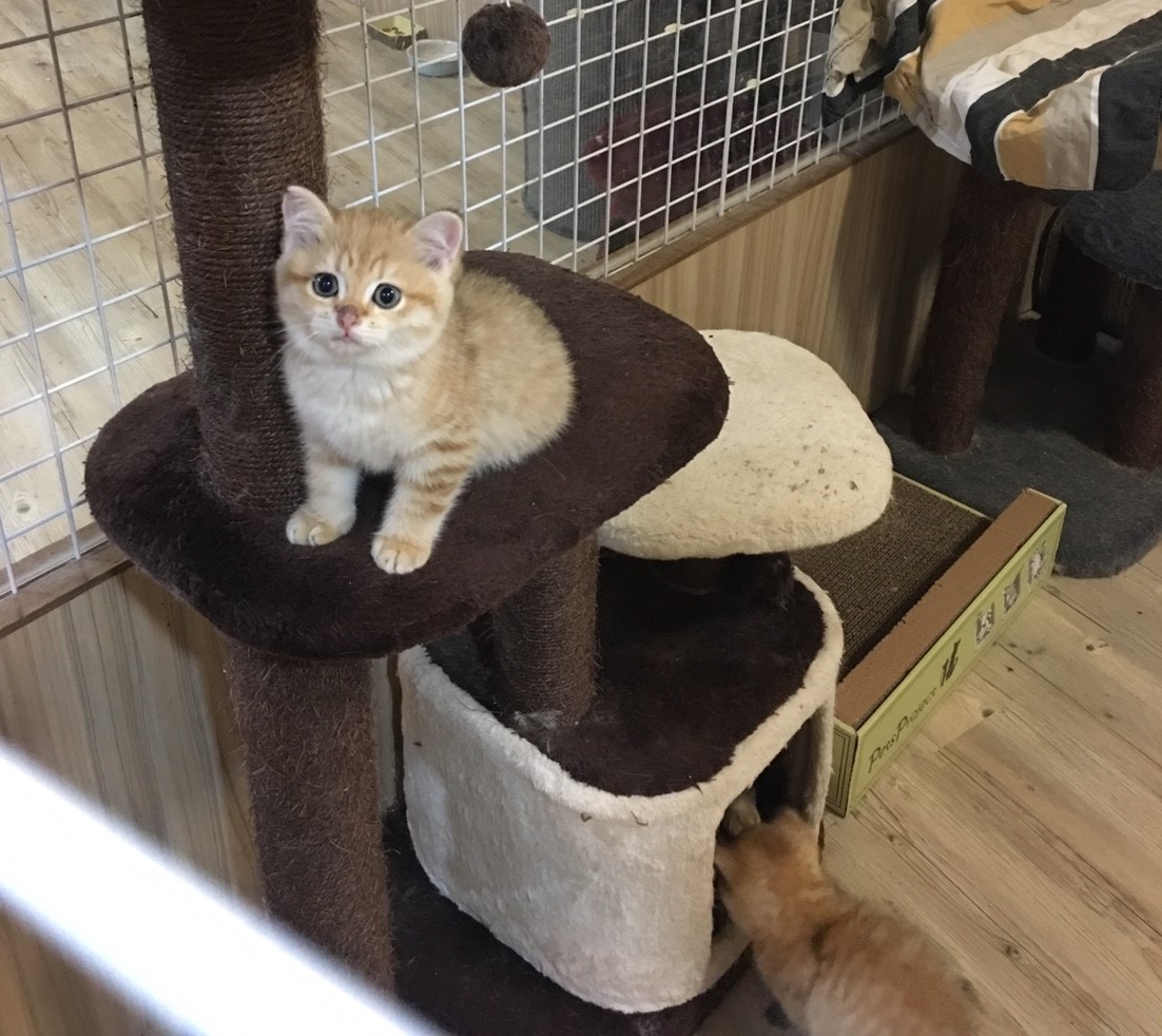 該業者所有之種貓。台北市動保處/提供