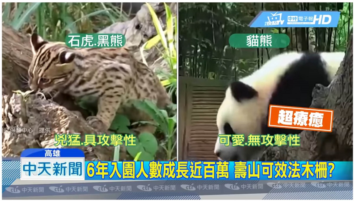 某電視媒體報導指出，台灣黑熊、石虎等動物兇猛具有攻擊性，而大貓熊可愛不具攻擊性。翻攝自Youtube畫面