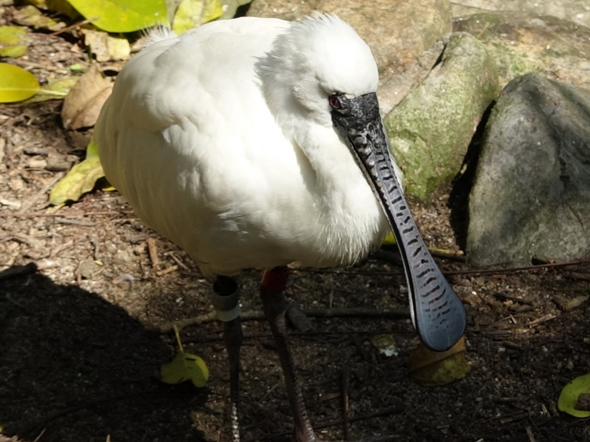從小在日本長大的黑面琵鷺，對於美味著稱的臺灣食物也是讚不絕口。台北市立動物園/提供