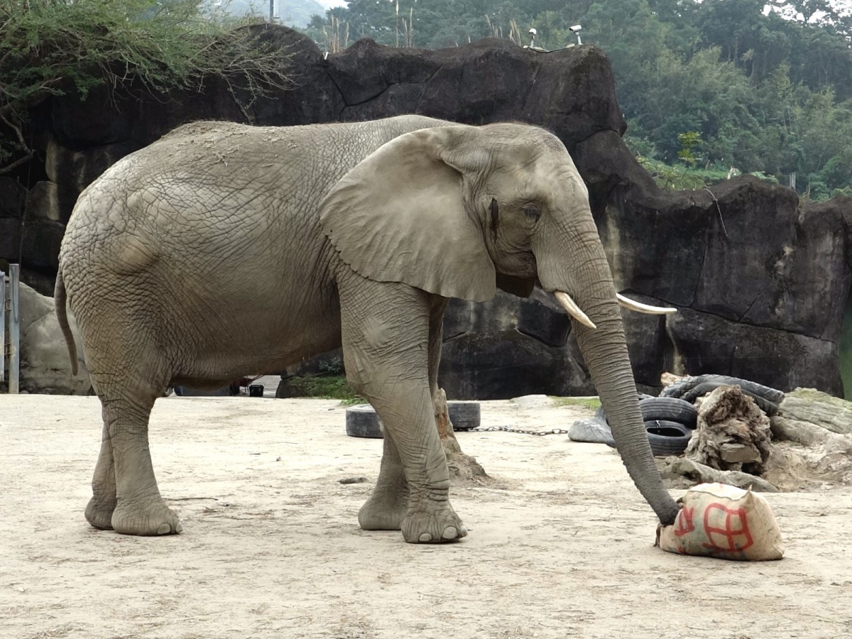 在休園期間，也將進行各館區動物行為豐富化器具及棲架維護及重整工作。圖為非洲象以及內藏食物的豐富化玩具。台北市立動物園/提供