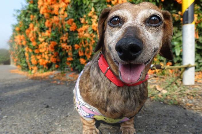 民眾在認養寵物前應全面考量清楚，「今日的認養人」就很容易變成「明日的棄養者」。圖為待飼主認養的老臘腸，台南市動保處/提供
