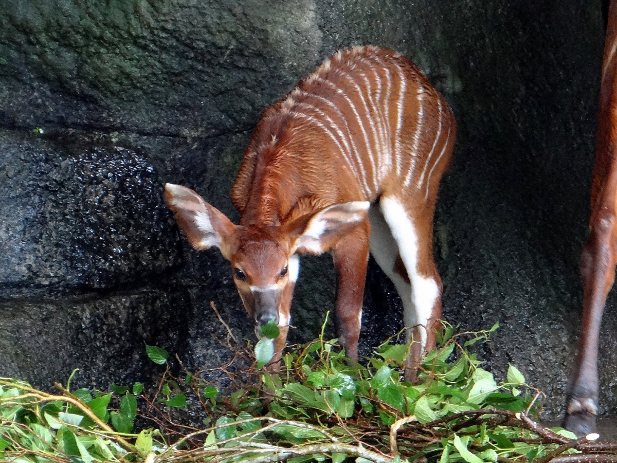斑哥羚羊野外的棲息地究竟是沙漠、草原或森林呢？一起到「ZooBaby Online」線上闖關活動，一窺究竟吧！台北市立動物園/提供