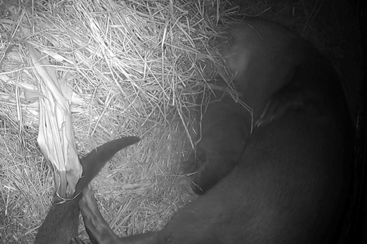 從監視器影像畫面可看到亞水獺小寶寶和媽媽「金莎」窩在一起睡得香甜。台北市立動物園/提供