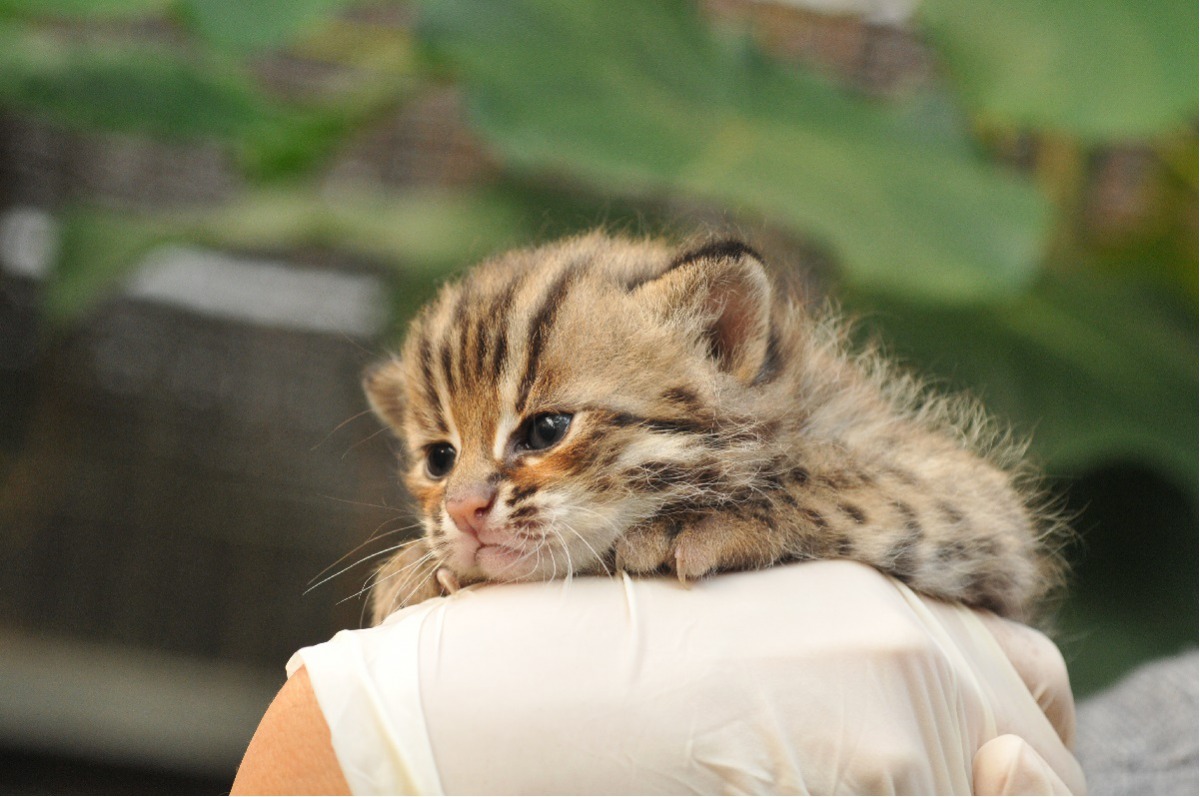 苗栗縣議員公開表示石虎數量已有上萬隻，數量太多才會被車撞。資料照，特有生物研究保育中心/提供