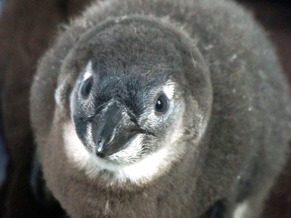 人工孵化、人工育雛的「53號」企鵝寶寶已經會吞食小魚,也開始換羽了。台北市立動物園/提供