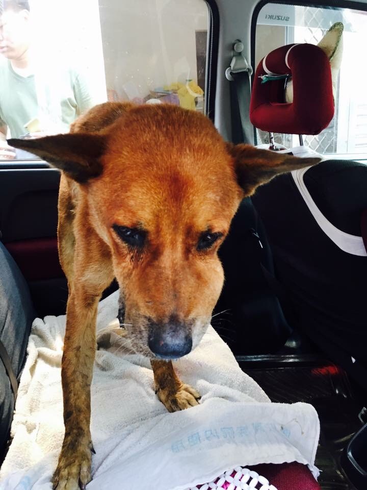浪犬嘴巴卡了大骨頭，讓牠的臉部腫脹、潰爛、發臭，且難以進食。張同學/提供