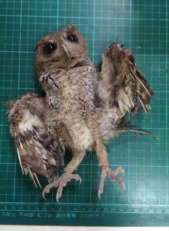 這隻人為飼養的領角鴞，嚴重發育不良，身體狀況極差。臺中市野生動物保育學會/提供