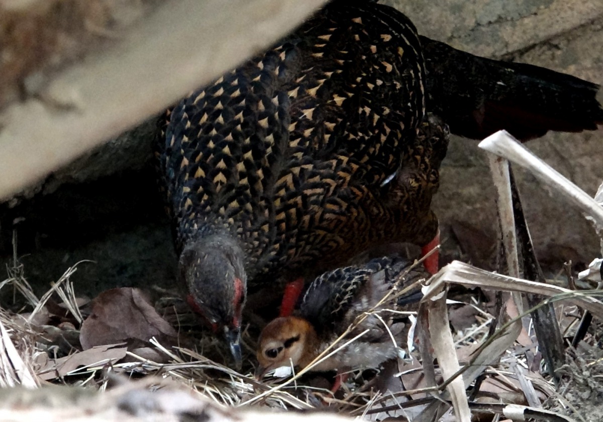 藍腹鷴媽媽「藍山」教寶寶吃蟲。台北市立動物園/提供
