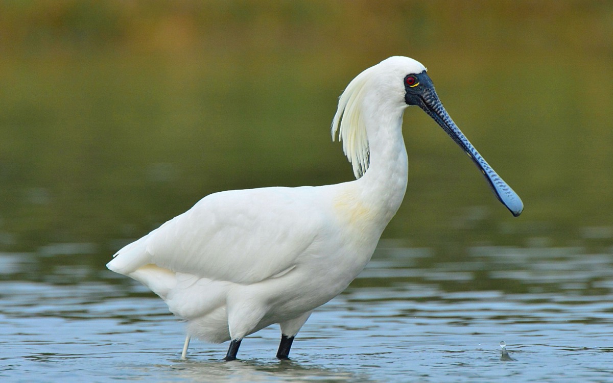 全球黑面琵鷺族群總數共達4463隻,正式突破4000大關,創下歷史新高。資料照,郭東輝/攝,林務局/提供