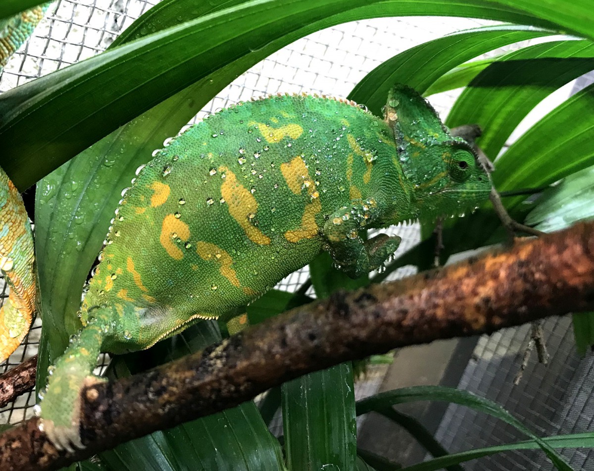 發情期的母高冠變色龍體色。戴為愚/攝