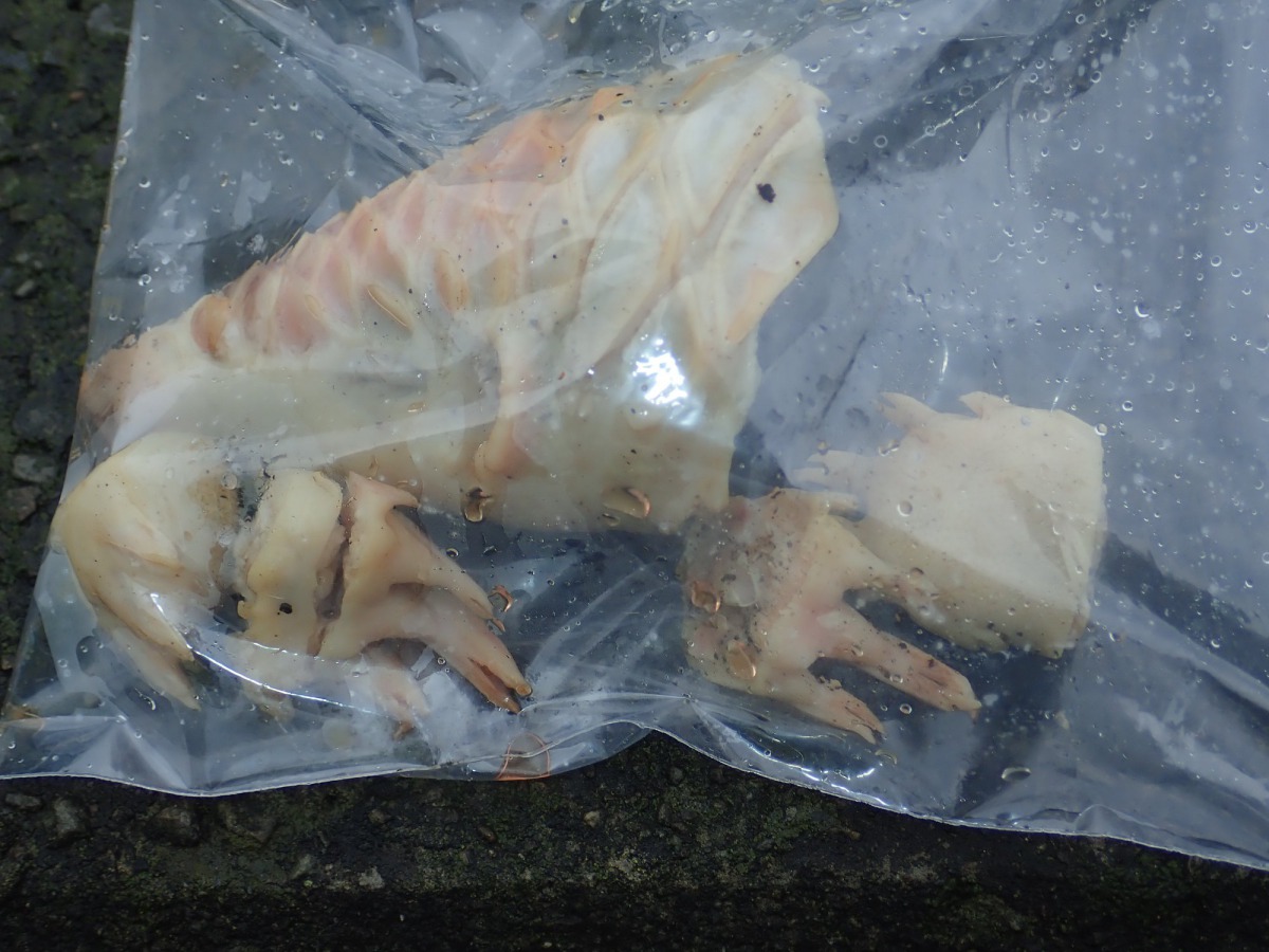 現場除了穿山甲的頭部與腳掌外，其它部位皆已不翼而飛。李璟泓/提供