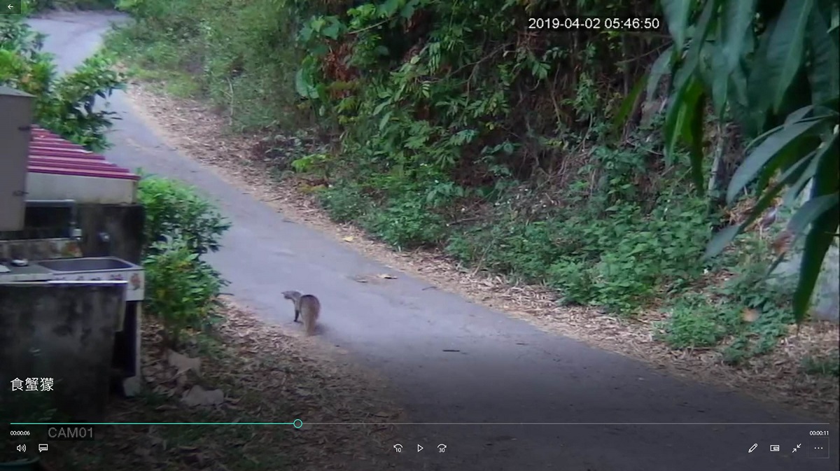 食蟹獴珍貴稀有的保育類動物,也是評估溪流環境得指標性生物之一,現身友善田區外圍,令園區主人十分驚喜。高雄市農業局/提供