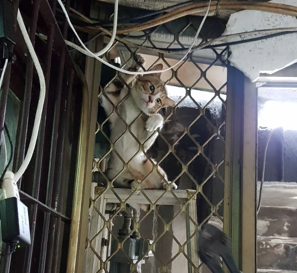 私闖民宅的浪貓頭部卡在鐵窗縫隙中，動彈不得。台北市動保處/提供