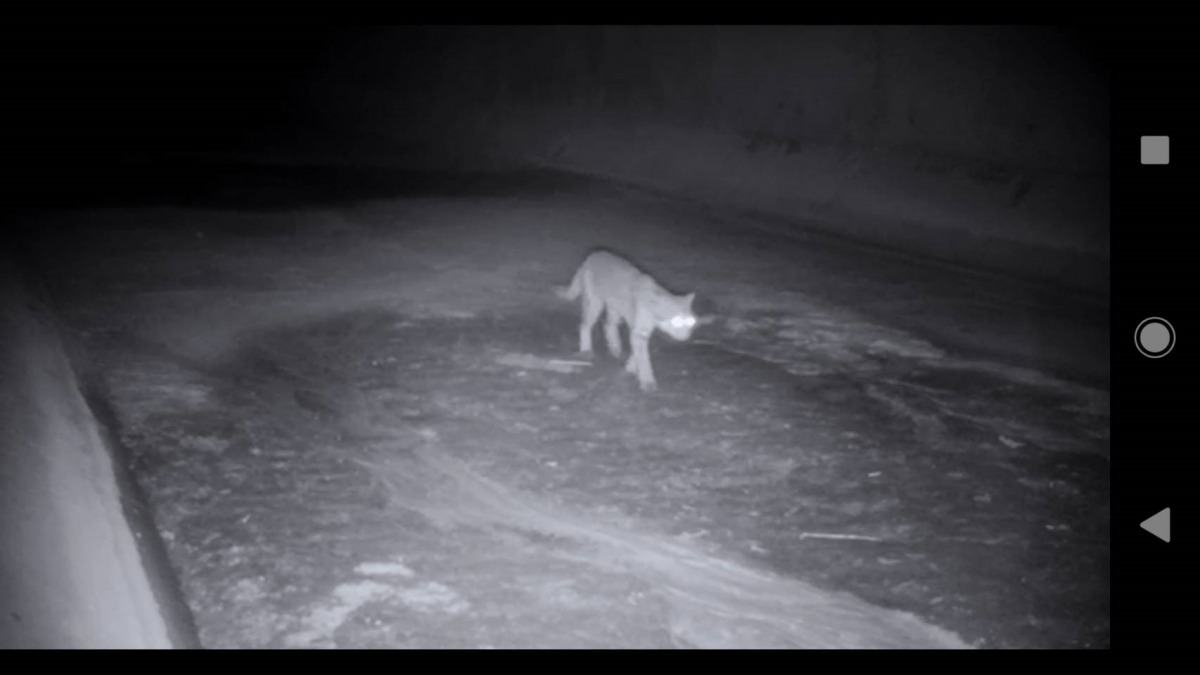水門裡的紅外線自動照相機記錄到石虎利用水門來往於道路兩側的棲地。苗栗縣政府/提供