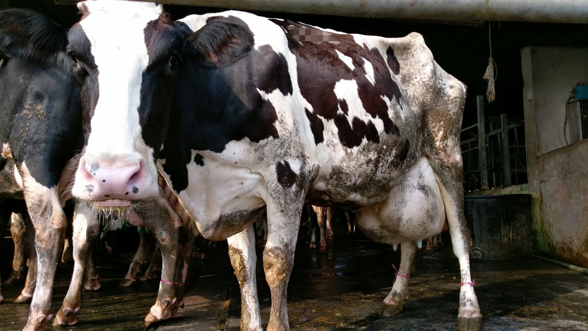 台灣動物社會研究公布「台灣乳牛飼養五大痛苦指標」，也邀請消費者一起促使主管機關農委會及乳品公司做出改變。資料照，台灣動物社會研究會/提供