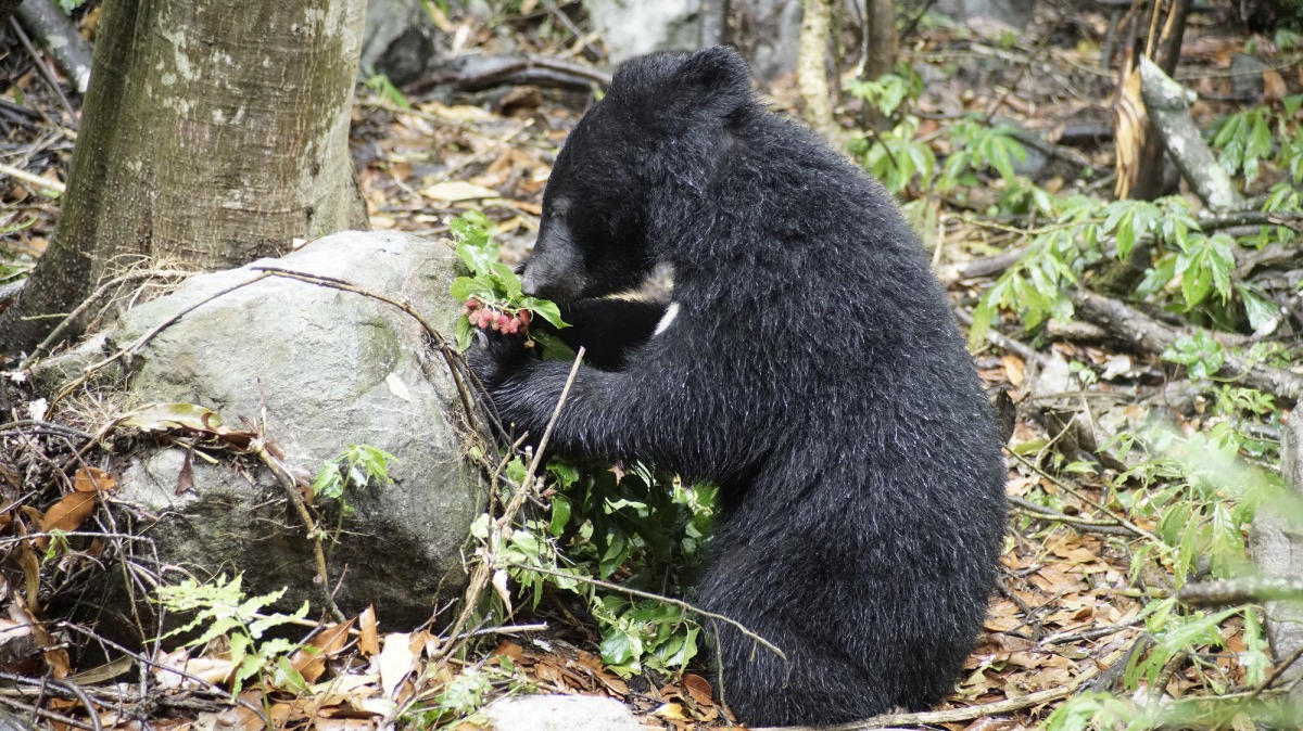 南安小黑熊已經準備好回到山林的家了！圖為小熊覓食，林務局/提供