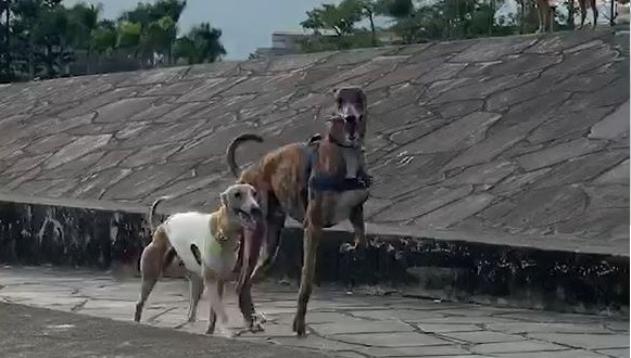 動物醫院飼養的靈堤血犬「公爵」已經在新家展開新的狗生,圖為「公爵」和新飼主的另一隻狗「契塔」快樂地奔跑。台北市動保處/提供