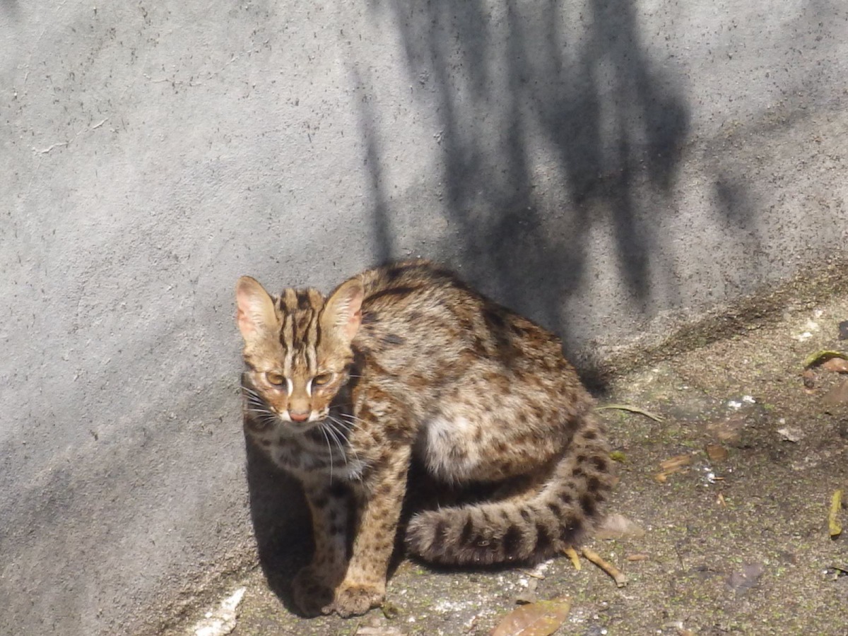 石虎受困於蓄水池,所幸被林管處人員發現、救出。南投林管處/提供