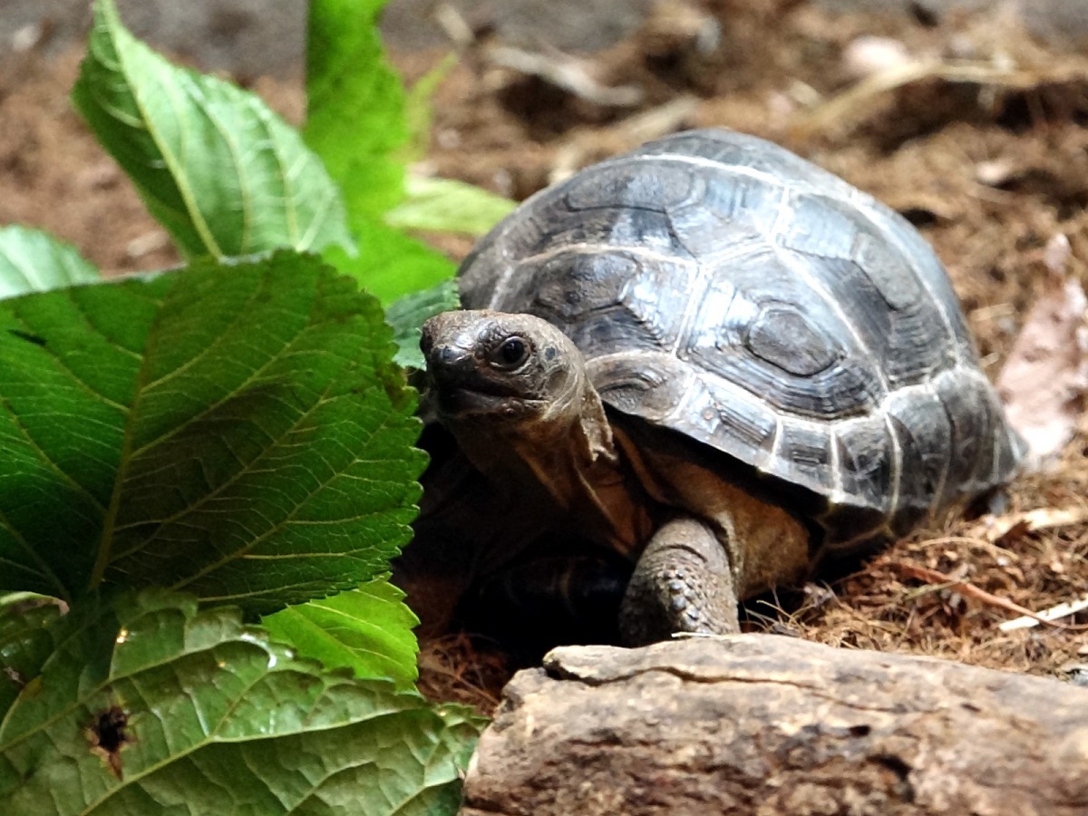 亞達伯拉象龜寶寶已經滿一歲囉！台北市立動物園/提供
