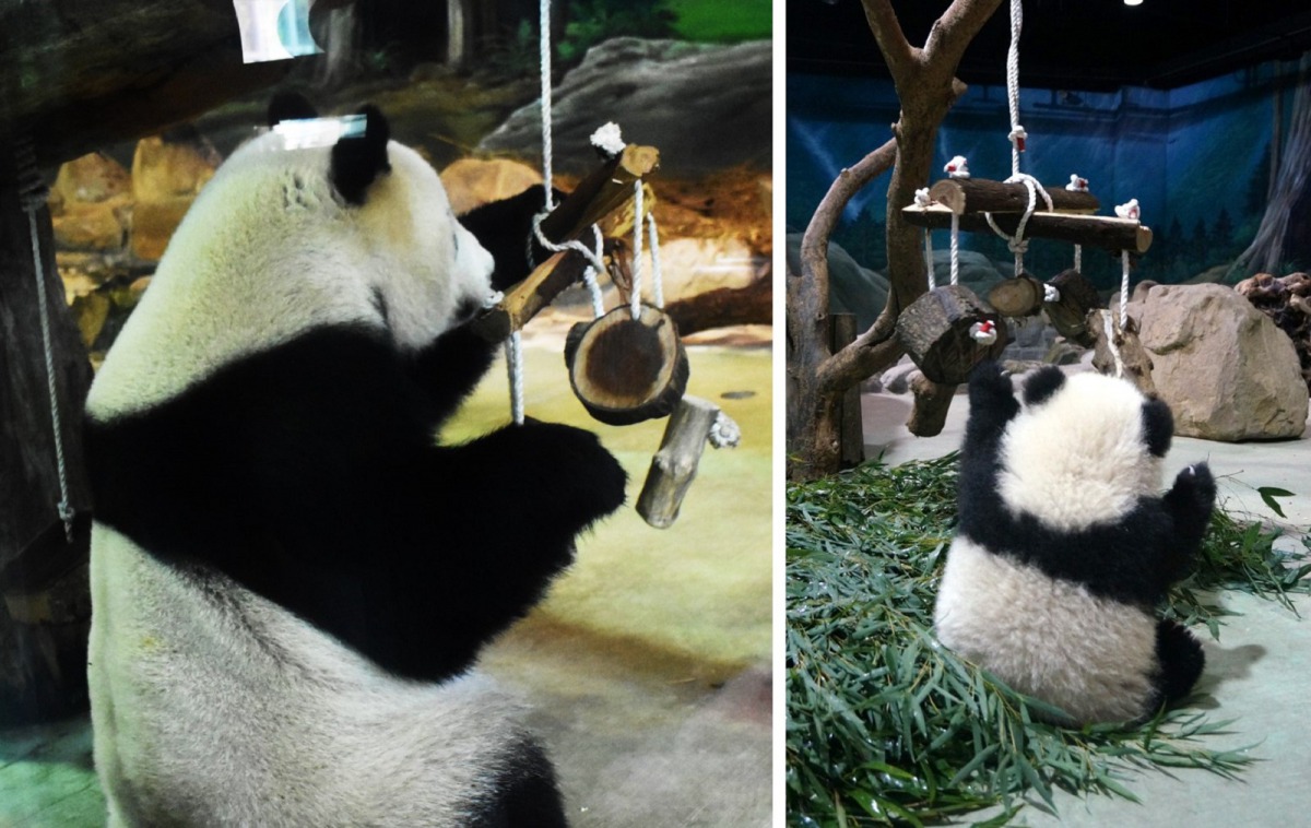 左圖是6歲的「圓仔」,右圖是6個月大的「圓仔」,同一組玩具在「圓仔」旁邊好像縮小了一般。台北市立動物園/提供