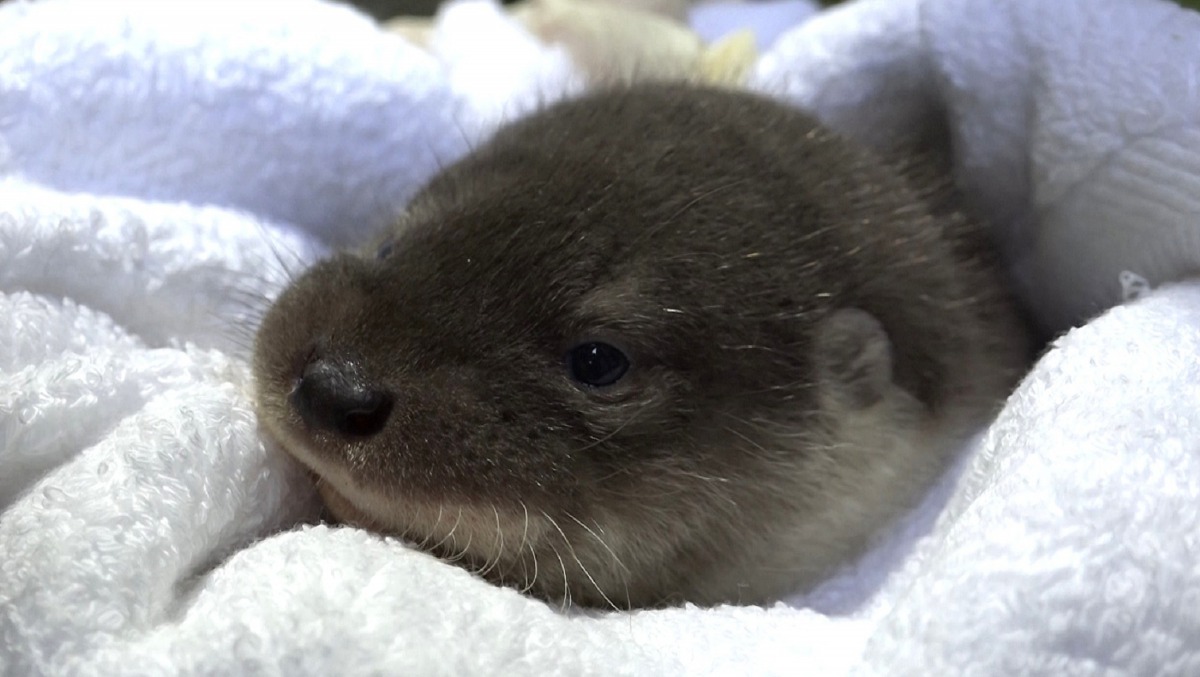 水獺妹妹即將雙滿月，很快就可以和大家見面囉！台北市立動物園/提供
