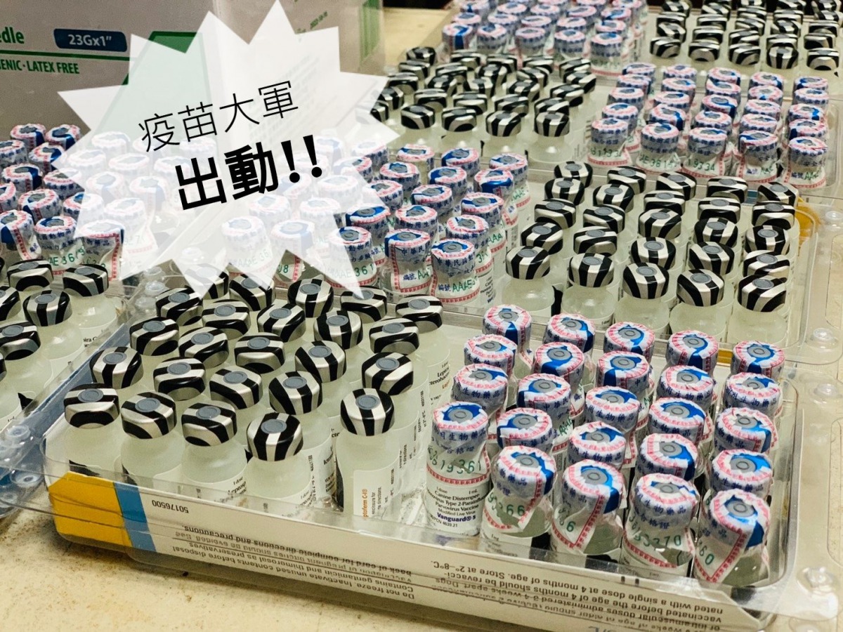 今（6）日是中華民國保護動物協會（APA）所屬八里保育場的打針日，在眾人分工合作下，只花一個上午就為337隻狗狗完成七合一與狂犬病疫苗！APA/提供