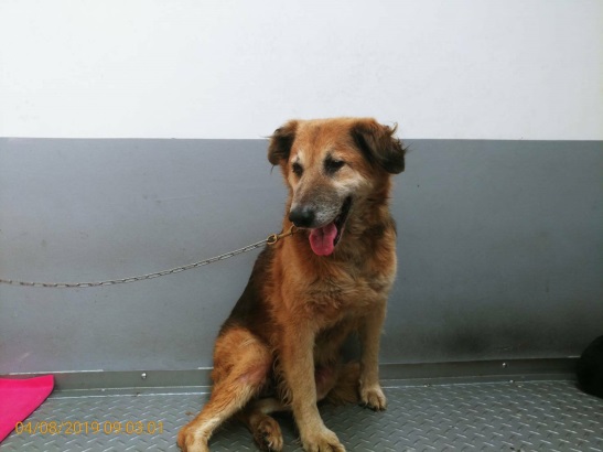 大黃狗「蛋黃哥」老實又可愛，康復後已經找到幸福的家。新北市動保處/提供