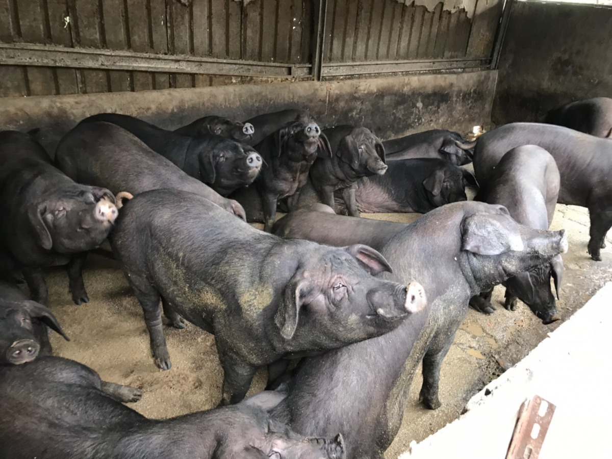 淡水養豬場通報出現血痢症狀，新北市動保處到場檢視，現場豬隻活動力好，健康良好無異常，採血檢驗後也沒有非洲豬瘟疫情。新北市動保處/提供