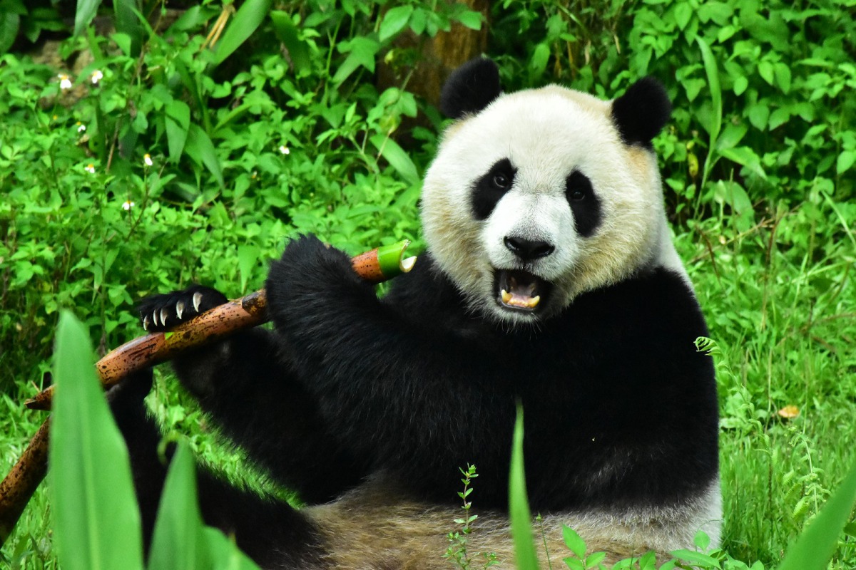 你問我哪一種筍最好吃嗎？都很好吃唷！台北市立動物園/提供