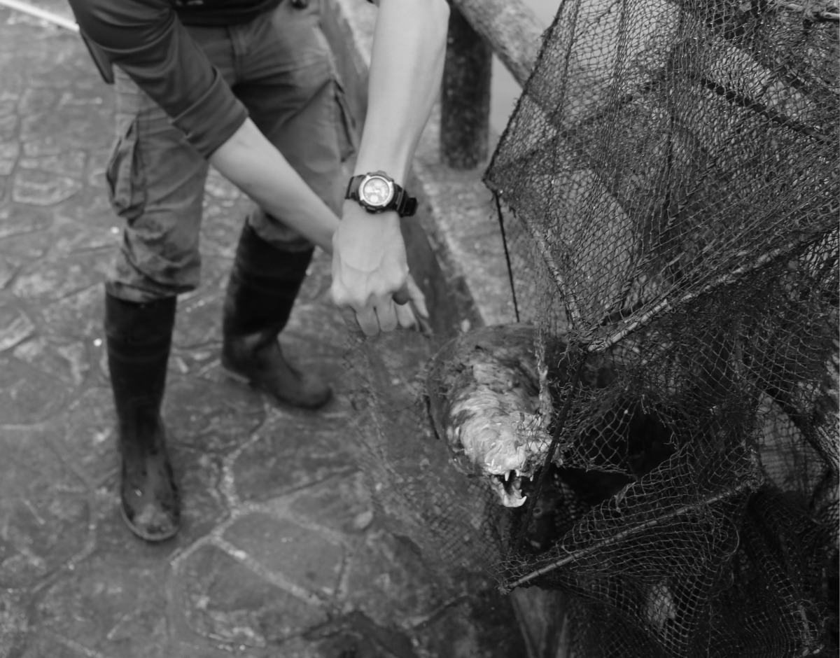 金沙水庫竟有民眾私設網具，一隻歐亞水獺受困其中，因而溺斃。圖為台北市立動物園研究人員梁彧禎協助撈起網具，金門縣政府建設處農林科/提供