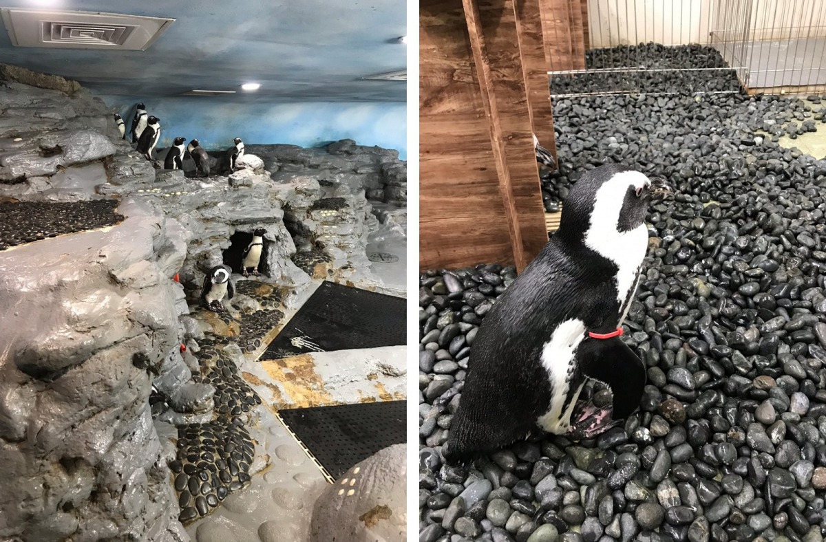 為解決企鵝的趾瘤問題，向其他動物園洽詢學習，決定用鵝卵石鋪設企鵝專屬的健康步道。李谷豐/攝